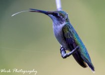 Hummingbirds-0945-2.jpg