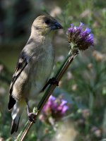 GoldFinch.jpg
