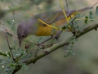NashvilleWarbler4.jpg