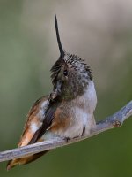 Hummer10.jpg
