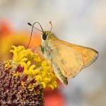 untitled-8140.jpg