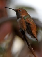 Hummer19.jpg