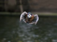 dsc_4173_23667802874_o.jpg