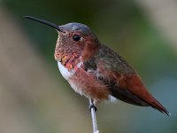 Hummer.jpg