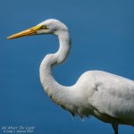 _NIK1288 B low res.jpg