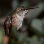 Hummer11.jpg