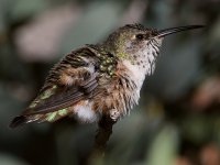 Hummer16.jpg