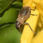 Weevil2.jpg