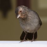Towhee2.jpg