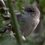 Vireo2.jpg