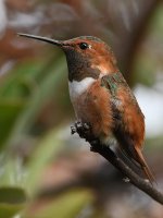 Hummer5.jpg