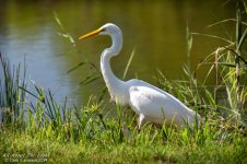 Egret 2 low res.jpg