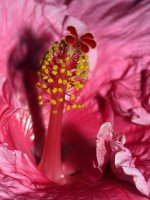 Stamen.jpg