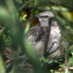 Mockingbird.jpg