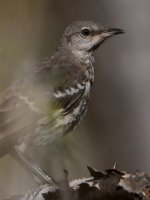 Mockingbird4.jpg