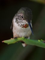 Hummer20.jpg