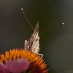 2MC_1181.jpg