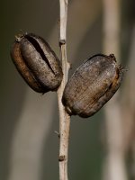 Pods.jpg