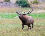 ElkBugle-400.jpg