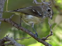 Vireo.jpg
