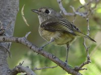 Vireo2.jpg