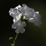 WhiteFlower.jpg