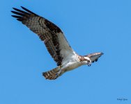 OspreyFlight-440.jpg