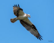 OspreyFlight-441.jpg