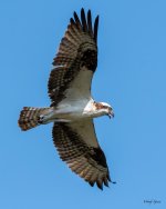 OspreyFlight-442.jpg