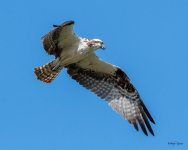 OspreyFlight-446.jpg