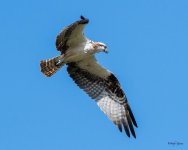 OspreyFlight-447.jpg