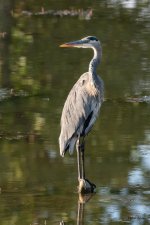 GBH-415.jpg