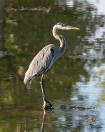 GBH-417.jpg