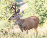 Buck-421.jpg