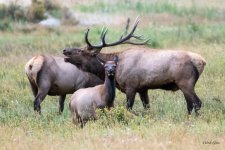 ElkBugle-401.jpg