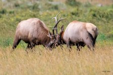 ElkFaceoff-400.jpg