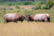 ElkFaceoff-401.jpg