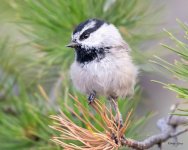 Chickadee-400.jpg
