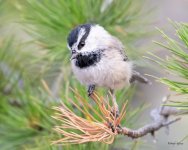 Chickadee-401.jpg