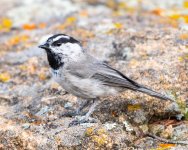 Chickadee-402.jpg