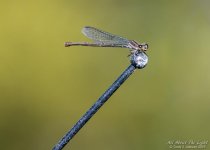 _NIK1307 low res.jpg