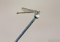 _NIK1324 low res.jpg