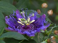 Passiflora.jpg