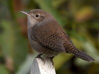Wren3.jpg