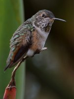 Hummer7.jpg