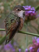 Hummer25.jpg