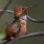 Hummer45.jpg