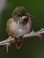 Hummer88.jpg