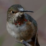 Hummer101.jpg