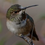 Hummer112.jpg
